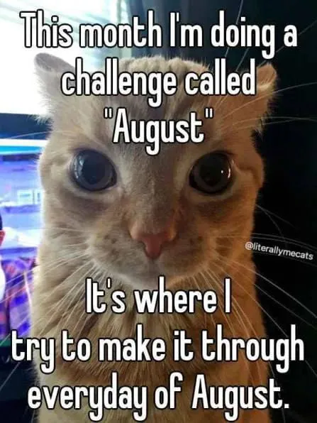 August Survival Challenge Cat