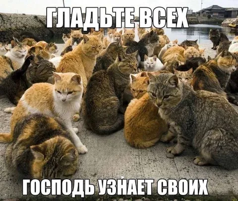 Гладьте всех котов