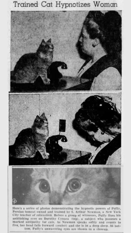 Trained Cat Hypnotizes Woman