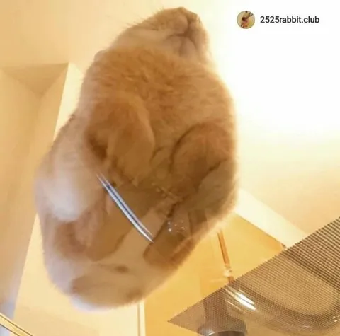 Кот смотрит снизу