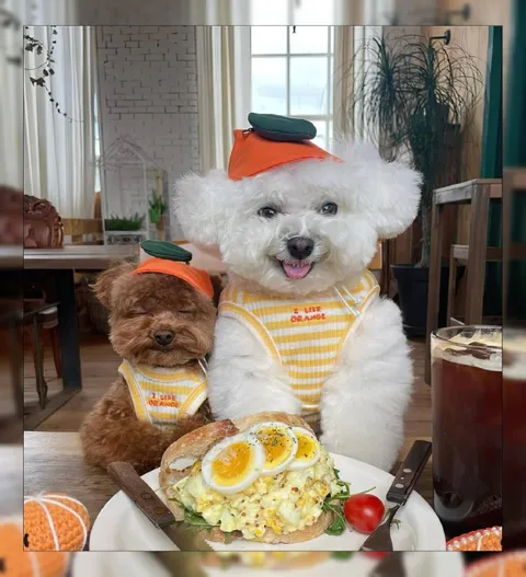 Dogs Who Like Orange