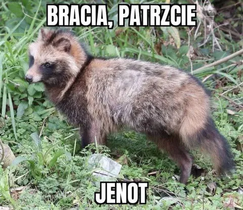Bracia, patrzcie — jenot