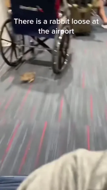 Rabbit Loose at the Airport
