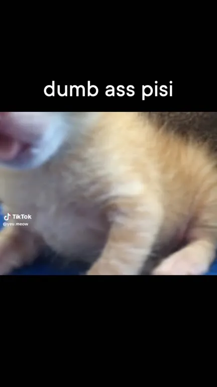 Dumb Ass Pisi Kitten