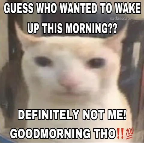 Cat Says Good Morning Anyway