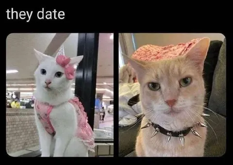 They Date Cat Couple