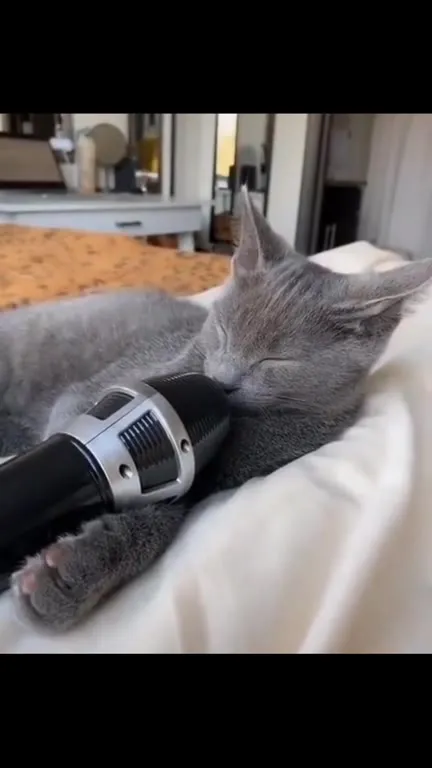 Котёнок спит на фене