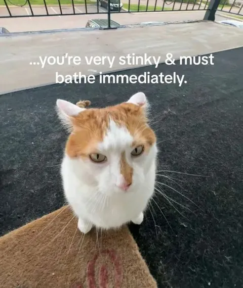Stinky Cat Must Bathe