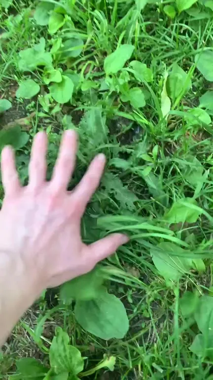 Рука пытается схватить траву