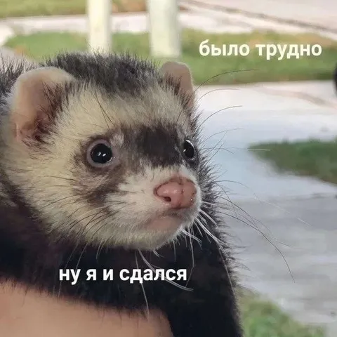 Хорёк сдался