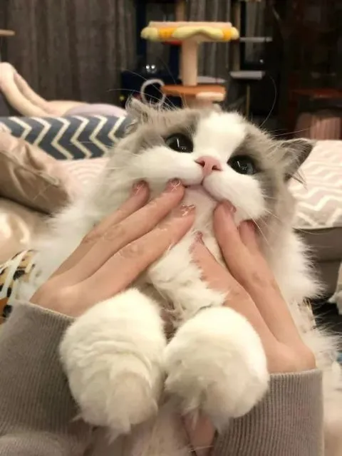Пушистый котик на руках