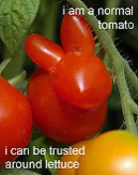 Normal Tomato Can Be Trusted