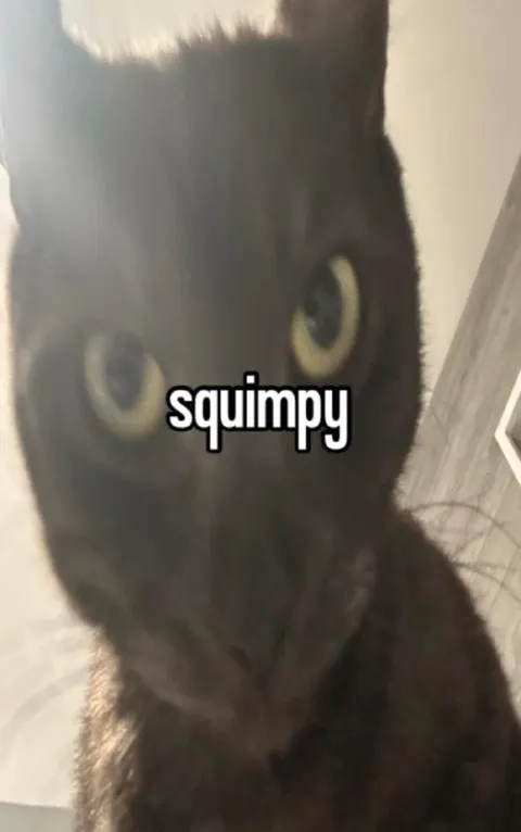 Squimpy the Black Cat