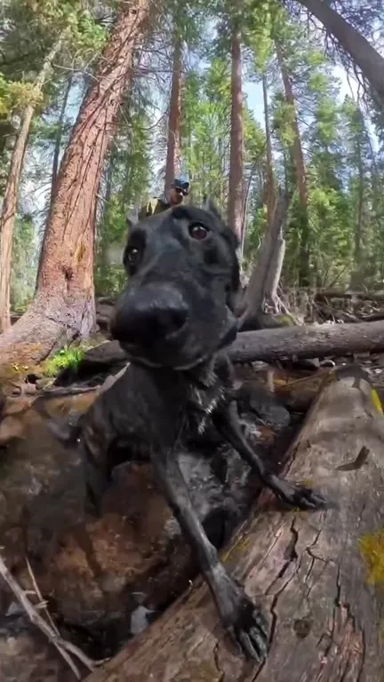 Dog Hates the Forest Hike