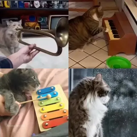 Кошачий концерт на всех инструментах