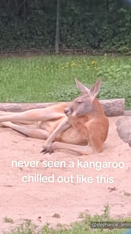 Kangaroo Chilling in the Sand