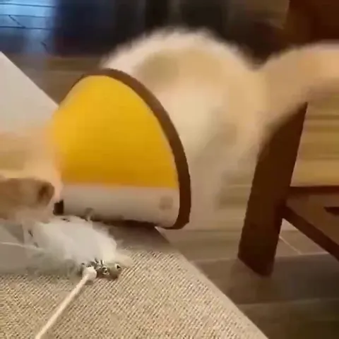 Кот не удержался от игрушки