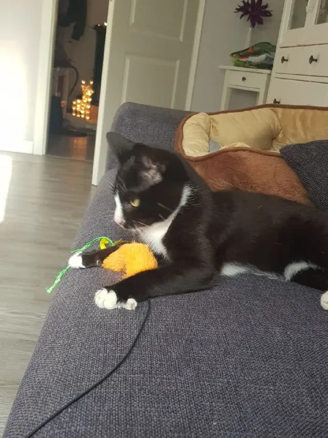 Кот поймал игрушечную мышь