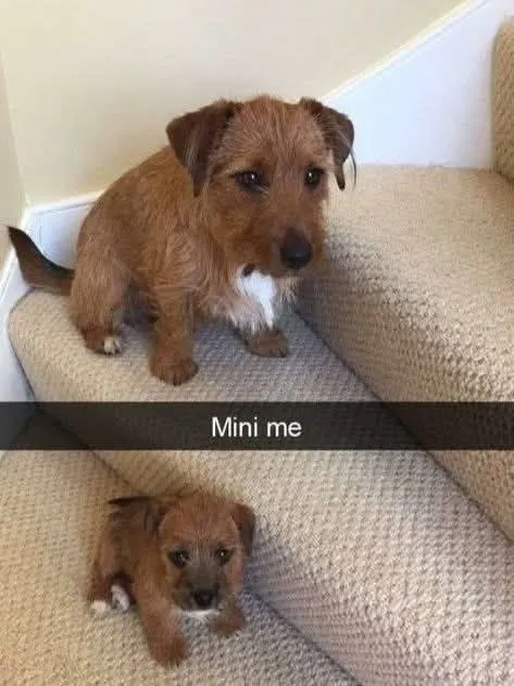 Mini Me Dog Comparison