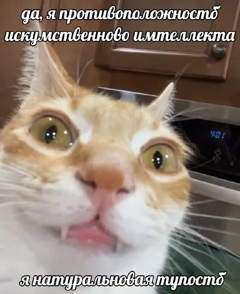 Натуральная тупость кота