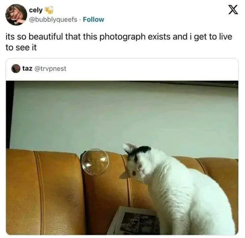 Beautiful Cat Photograph