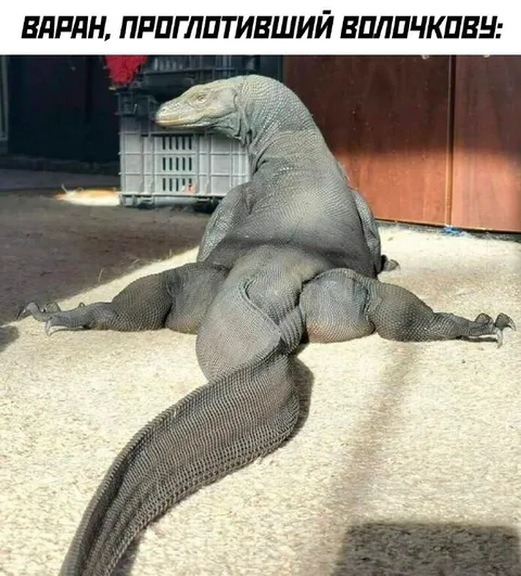 Варан, проглотивший Волочкову