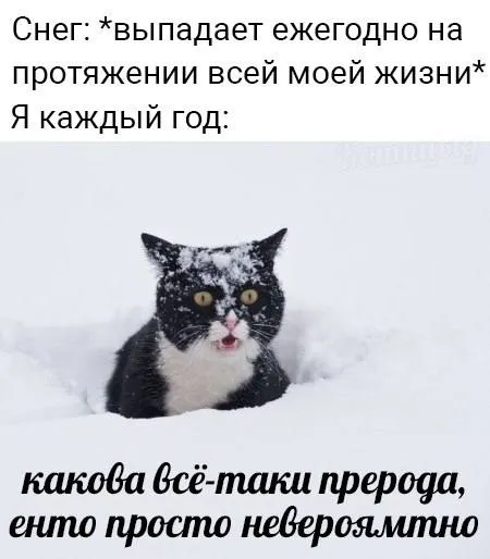 Кот в снегу каждый год