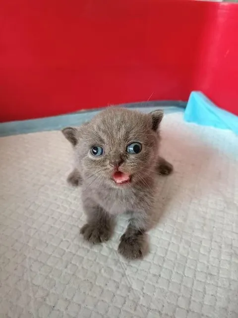Удивлённый котёнок с открытым ртом