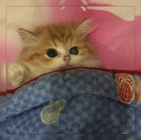 Котёнок выглядывает из-под одеяла