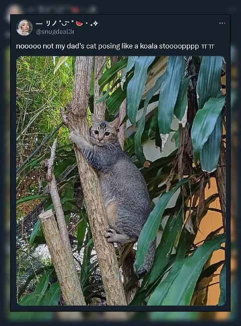Cat Posing Like a Koala
