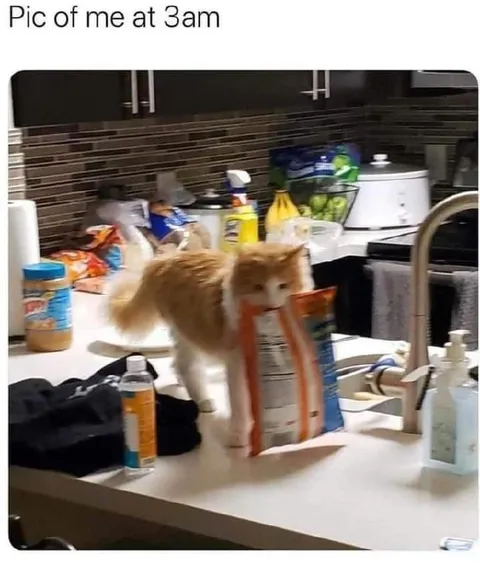 Cat Snack Raid at 3AM