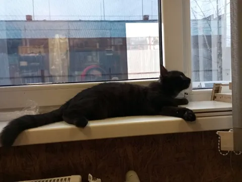 Кот растянулся на подоконнике