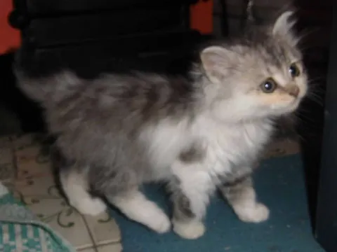 Маленький пушистый котёнок