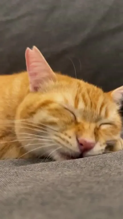 Котик сладко спит и зевает