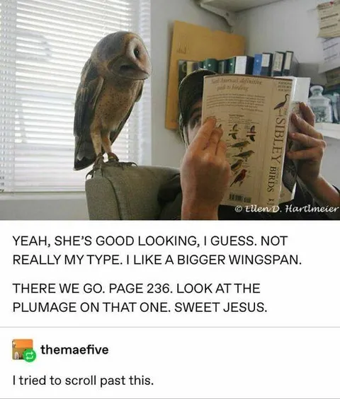 Owl Prefers a Bigger Wingspan