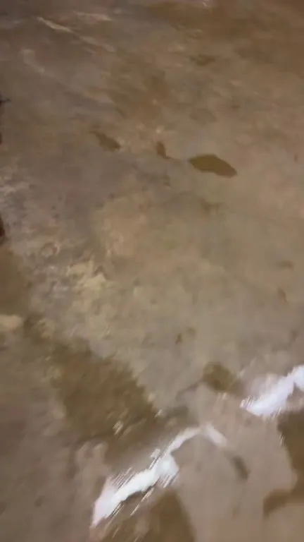 Opossum Chases Robot Vacuum