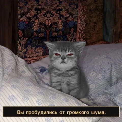 Кот проснулся от громкого шума