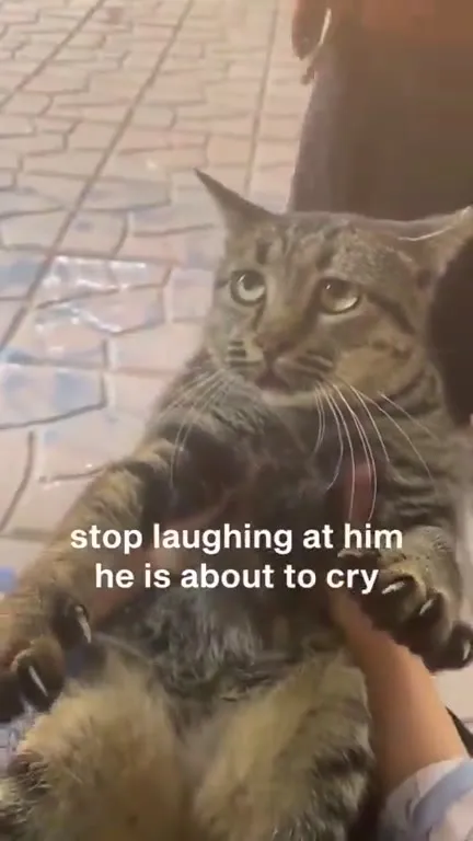 Cat Is About to Cry