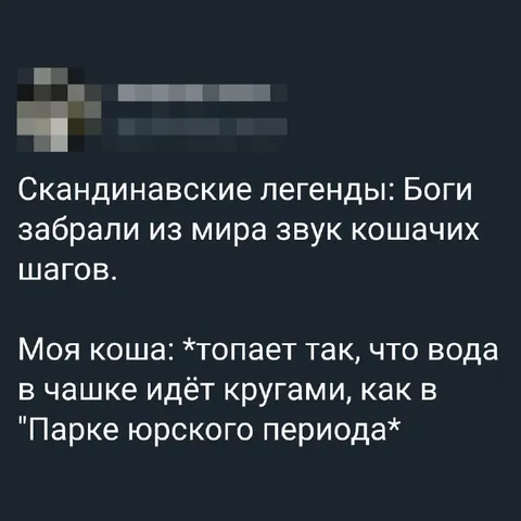 Кошка топает как бог