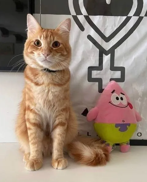 Рыжий кот и Патрик