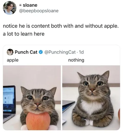 Cat Is Content With Nothing