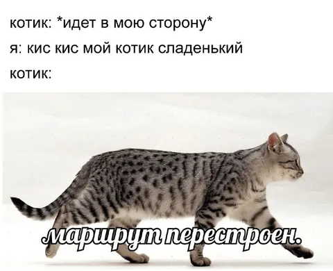 Маршрут котика перестроен