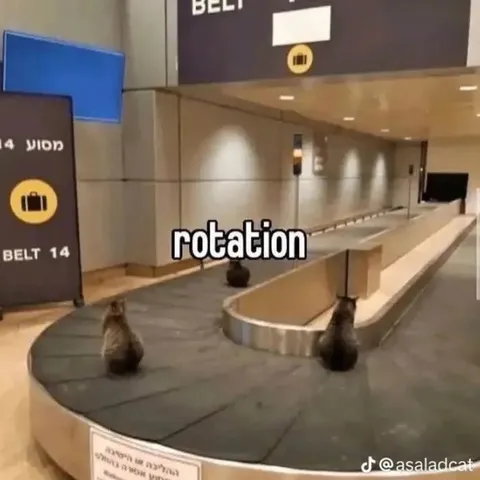 Cats on the Baggage Carousel
