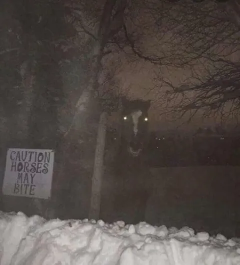 Caution Horses May Bite