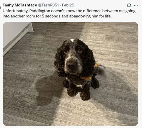 Paddington Separation Anxiety Dog
