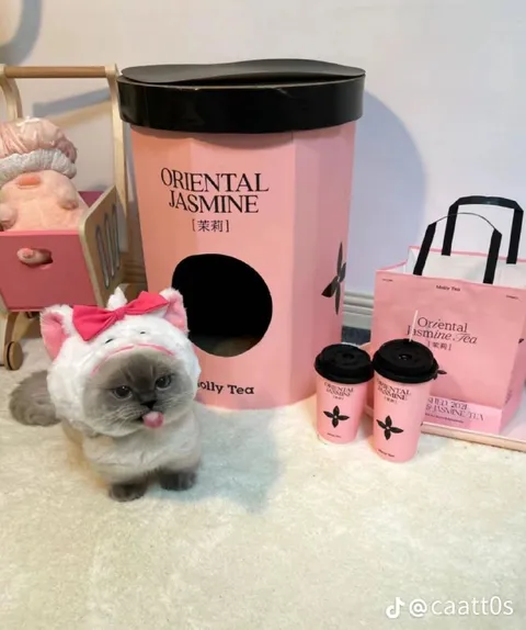 Grumpy Cat Jasmine Tea Display