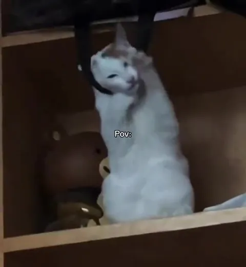 Cat Awkwardly Sitting in a Box