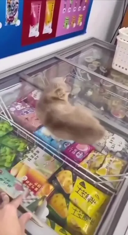 Sleeping Cat in the Freezer