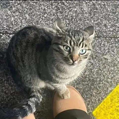 Кот держится за ногу