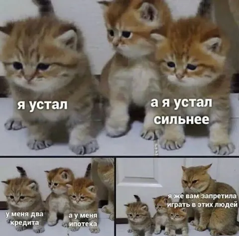 Котята устали от кредитов
